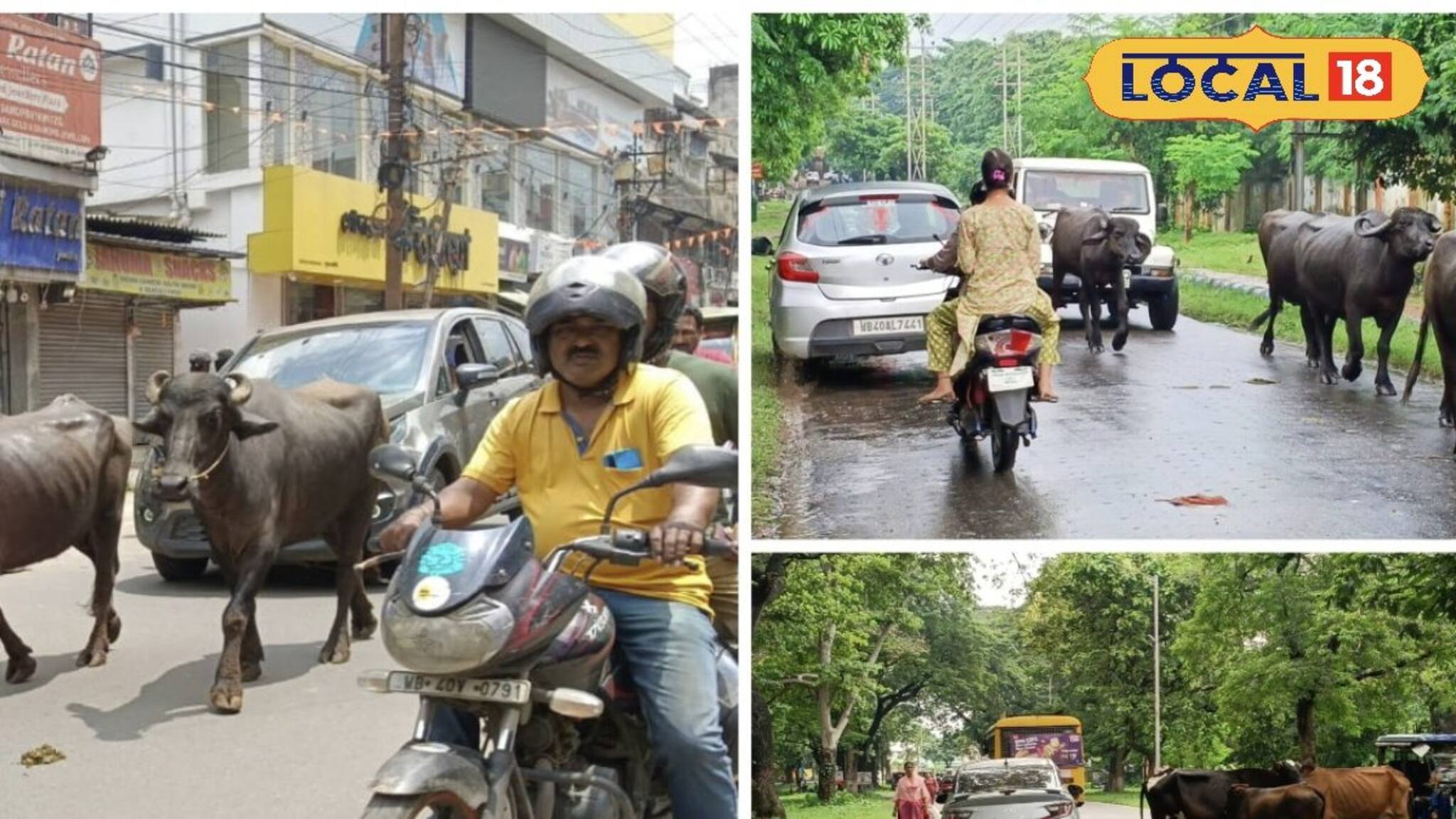 দুধ-ঘি ভাল মিলছে! কিন্তু রাস্তায় ভর্তি গরু-মোষ, ৮০০ খাটাল এই বড় শহরে, তারপর