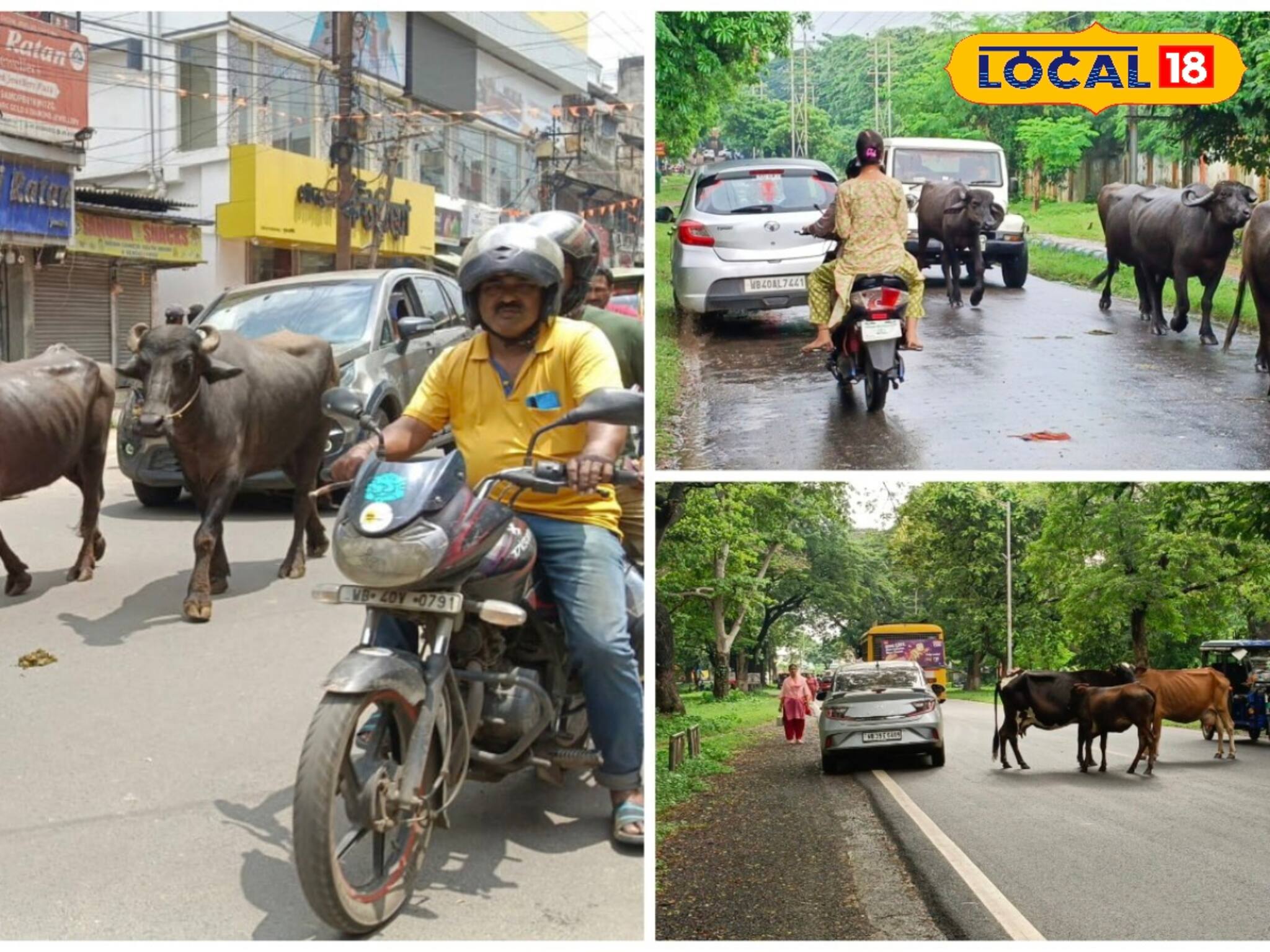 দুধ-ঘি ভাল মিলছে! কিন্তু রাস্তায় ভর্তি গরু-মোষ, ৮০০ খাটাল এই বড় শহরে, তারপর