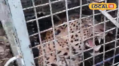 চা বাগান থেকে লেপার্ড উদ্ধার