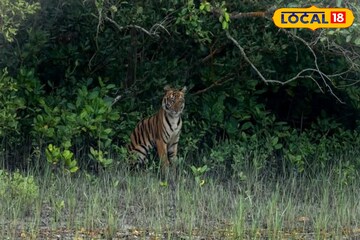 ও বাবা, হলুদ-কালো ডোরাকাটা সবুজের মাঝে, রয়্যাল বেঙ্গল দেখে ফেললেন সুন্দরবনের পর্যটকরা ও বাবা, হলুদ-কালো ডোরাকাটা সবুজের মাঝে, রয়্যাল বেঙ্গল দেখে ফেললেন সুন্দরবনের পর্যটকরা