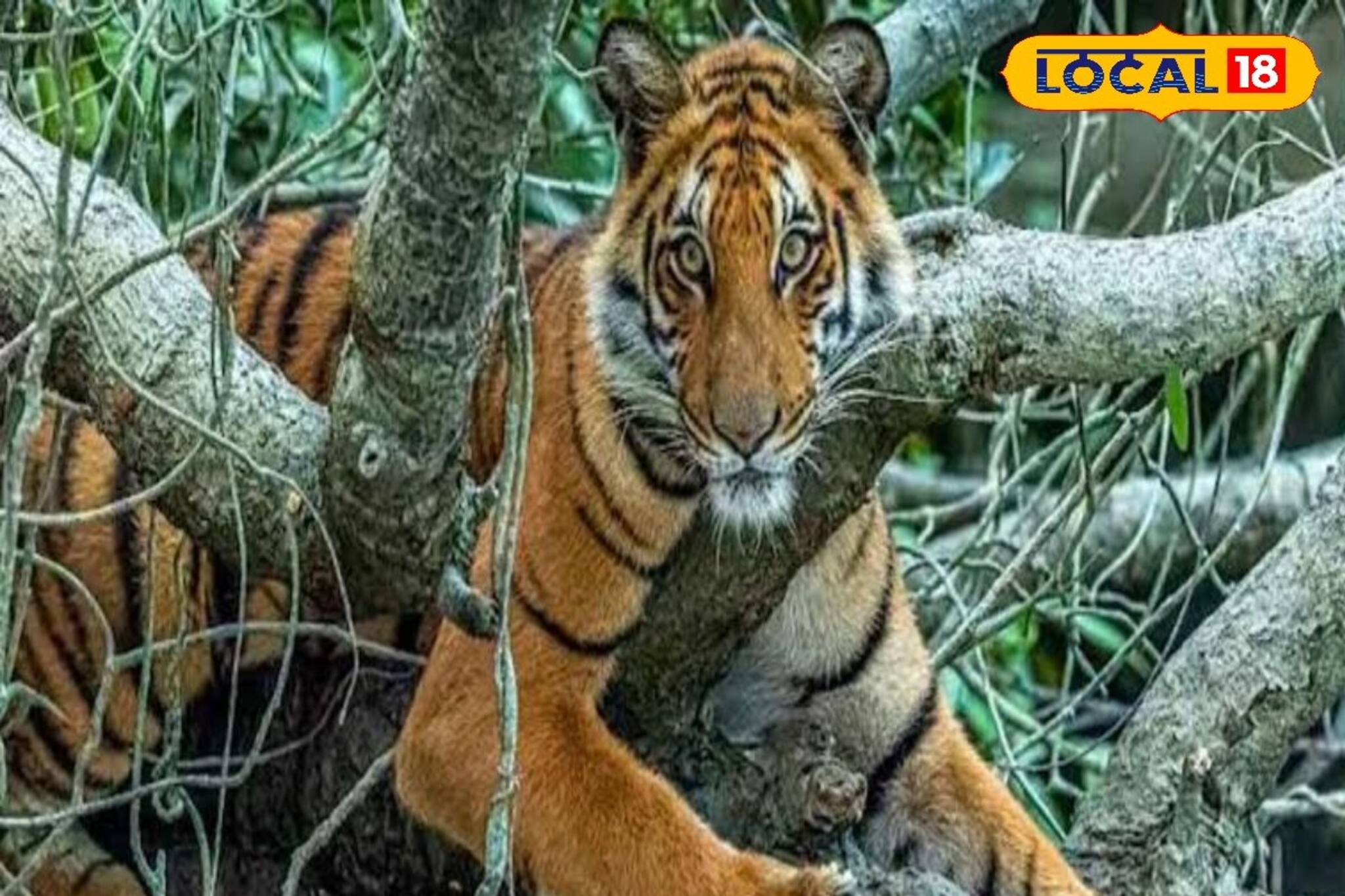 ও বাবা, হলুদ-কালো ডোরাকাটা সবুজের মাঝে, রয়্যাল বেঙ্গল দেখে ফেললেন সুন্দরবনের পর্যটকরা