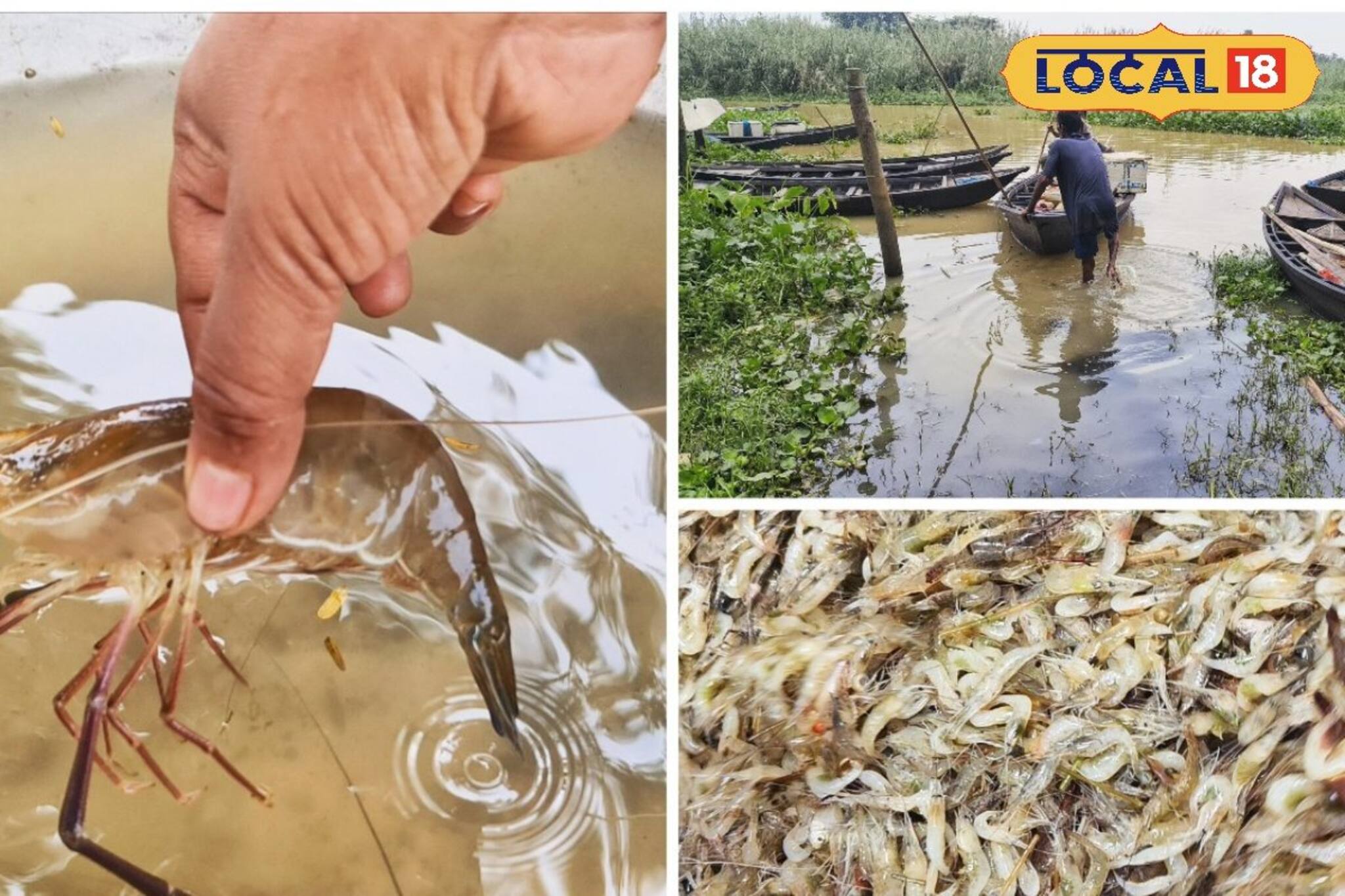  বিলুপ্ত হয়ে যাবে দেড় হাত দাঁড়ওয়ালা সেই কাল গলদা! দুর্গাপুর ব্যারেজে পড়ছে আকাল