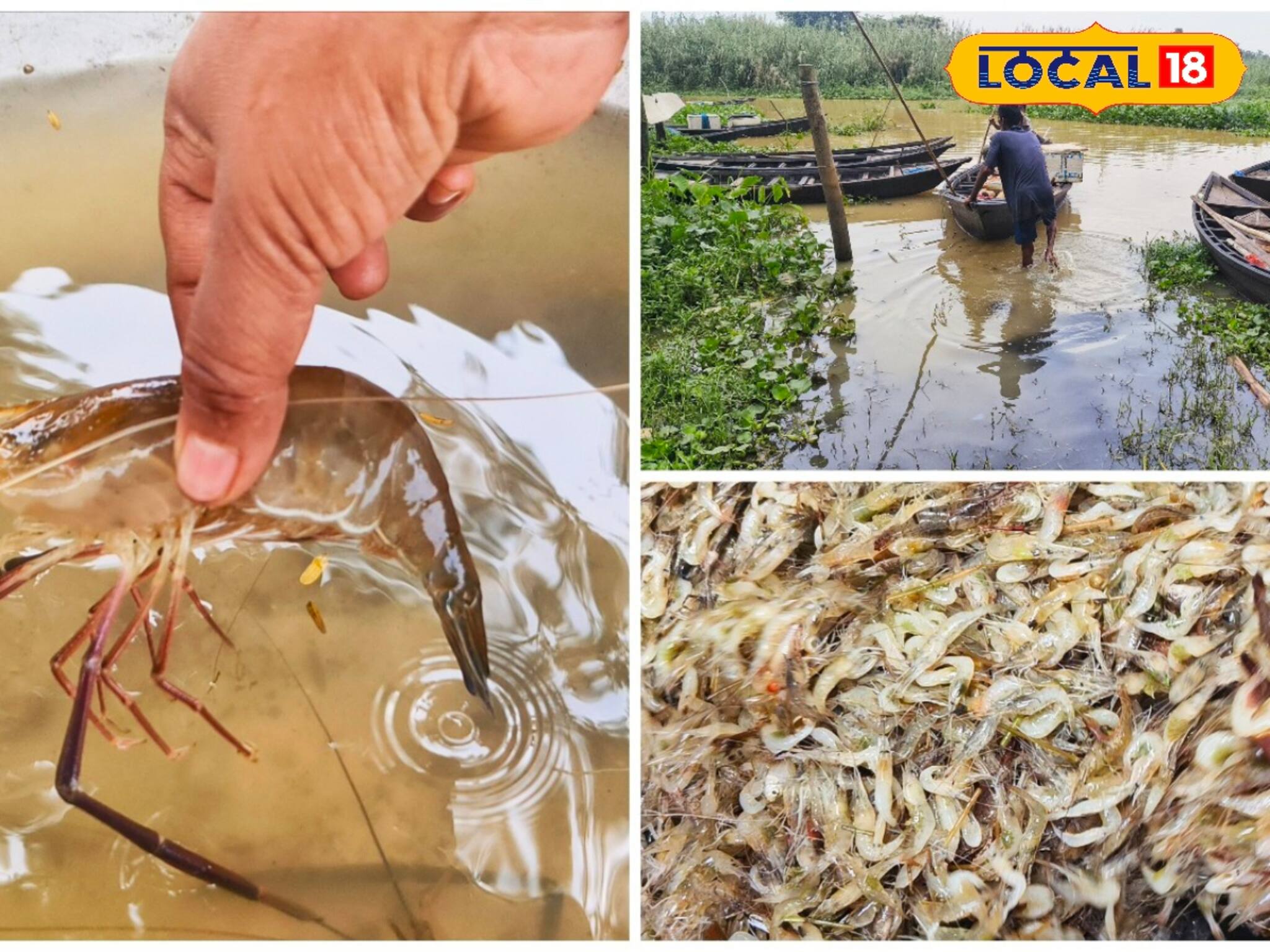  বিলুপ্ত হয়ে যাবে দেড় হাত দাঁড়ওয়ালা সেই কাল গলদা! দুর্গাপুর ব্যারেজে পড়ছে আকাল