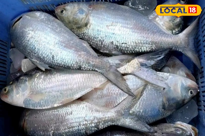 ২৩ জুলাই বুধবার কয়েকটন ইলিশ উঠেছিল। ২৪ জুলাই বৃহস্পতিবার প্রায় ৪০ টনের মত ইলিশ উঠল। এর জেরে খুশির জোয়ার মৎস্যজীবীদের মধ্যে। মৎস্যজীবিদের থেকে জানা গেছে শেষ চার-পাঁচ দিনে প্রতিদিন গড়ে ৪০ থেকে ৫০ টনের বেশি ইলিশ উঠেছে দিঘা মোহনা মৎস্য নিলাম কেন্দ্রে।