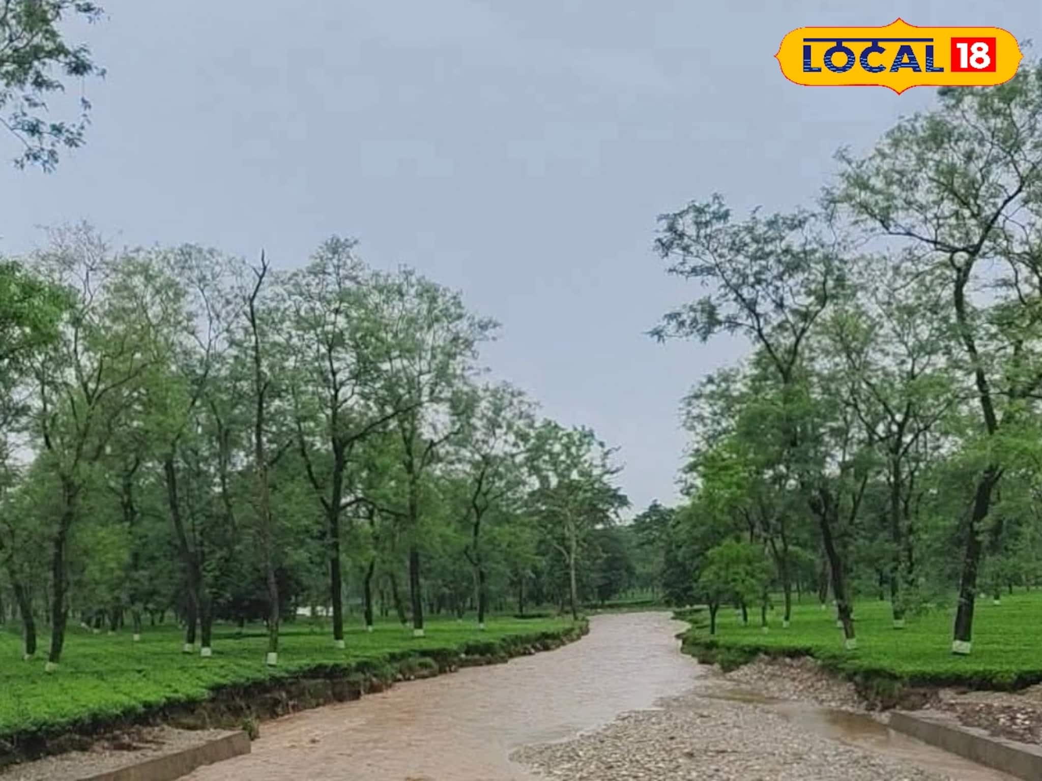 জঙ্গল বন্ধ তাতে কী! বর্ষায় মোহময়ী ডুয়ার্স, ঘুরে আসুন 'এই' জায়গাগুলি! বিদেশের চেয়েও সুন্দর