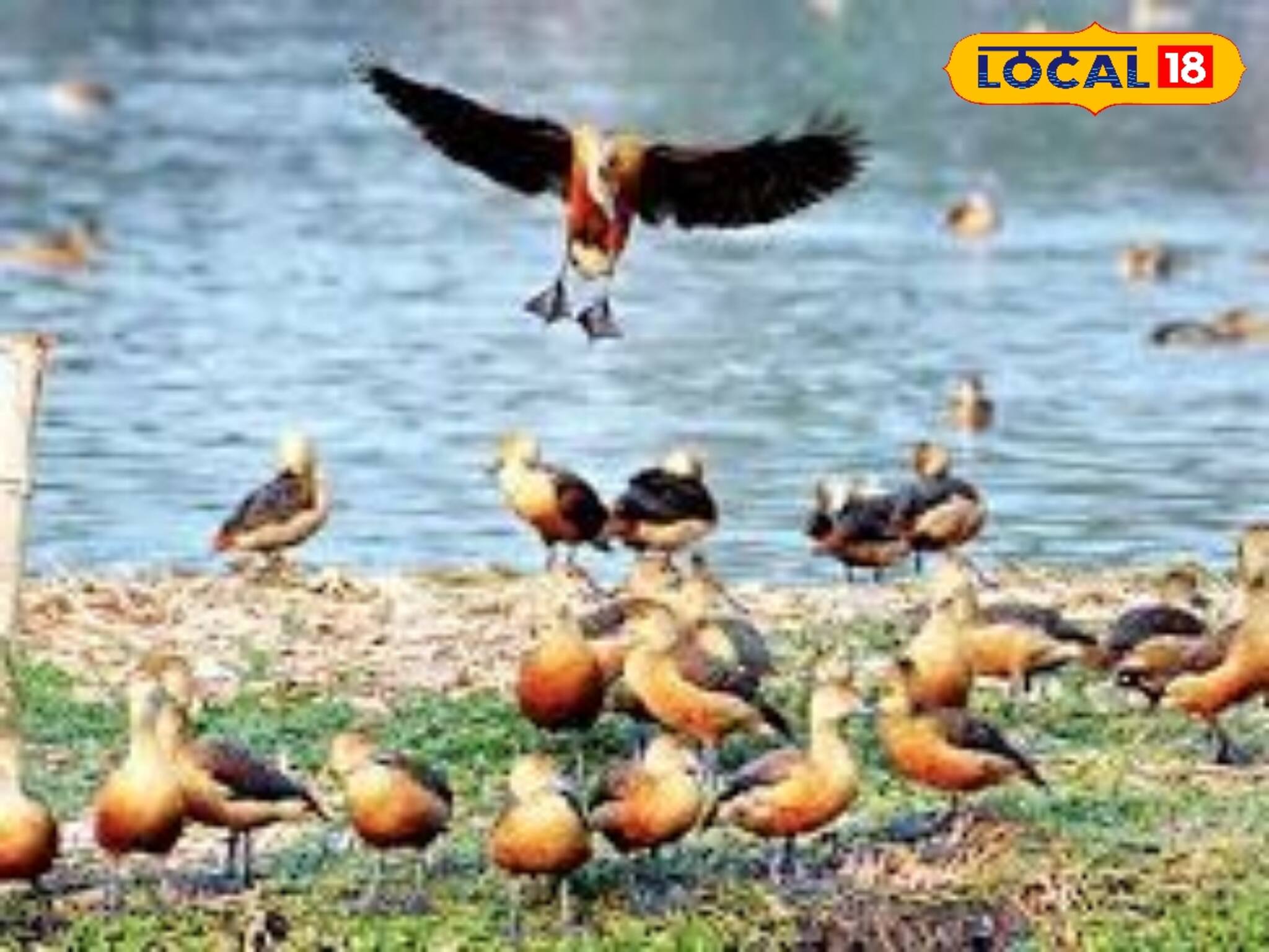 শুধু শুয়োর নয়, পরিযায়ী পাখি থেকেও ছড়াচ্ছে জাপানিজ এনকেফেলাইটিস? জলপাইগুড়িতে আতঙ্ক