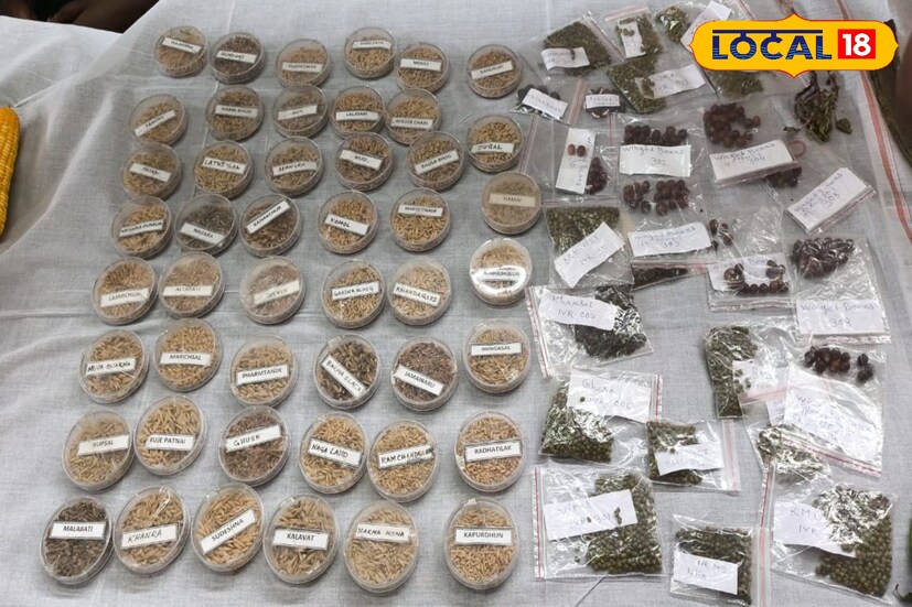 সেই কারণে বাঁকুড়া বীজ তৈরির একটি হাব হওয়ার পথে অগ্রসর হয়েছে। বাঁকুড়ার বীজ রাজ্য ছাড়াও দেশের বিভিন্ন প্রান্তে পৌঁছে যাচ্ছে যেমন পশ্চিমবঙ্গের মেদিনীপুর, বাঁকুড়া, বীরভূম এবং পুরুলিয়া এছাড়া রাজ্যের বাইরে আসাম, ছত্তিশগড়, উত্তরপ্রদেশ এবং বিহার। ফোর স্টেপ পদ্ধতিতে তৈরি করা হয় বীজ।