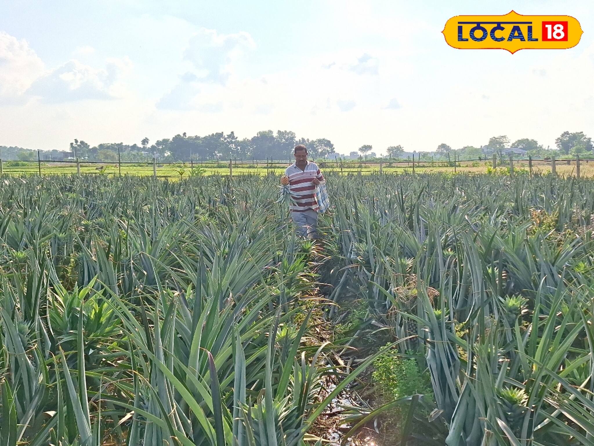 লাভের বদলে লোকসান...! কঠিন পরিস্থিতি উত্তরবঙ্গের আনারস চাষিদের, কেন জানেন?
