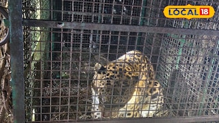 লেপার্ড