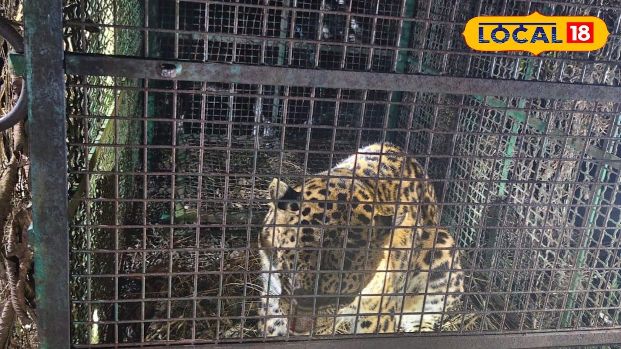 তিনজন শ্রমিককে ঘায়েল করার পর খাঁচায় বন্দি লেপার্ড