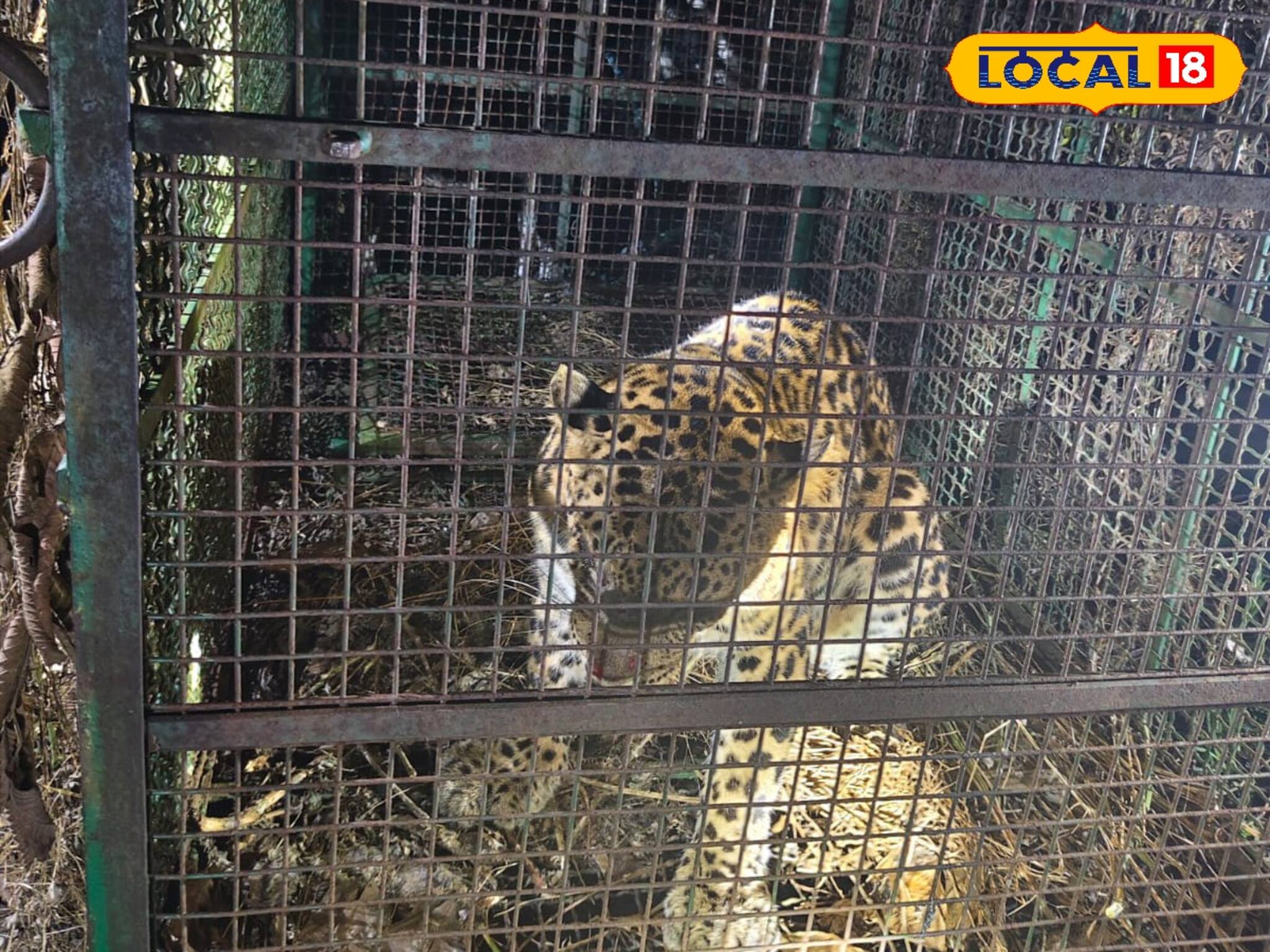 তিনজন শ্রমিককে ঘায়েল করার পর খাঁচায় বন্দি লেপার্ড