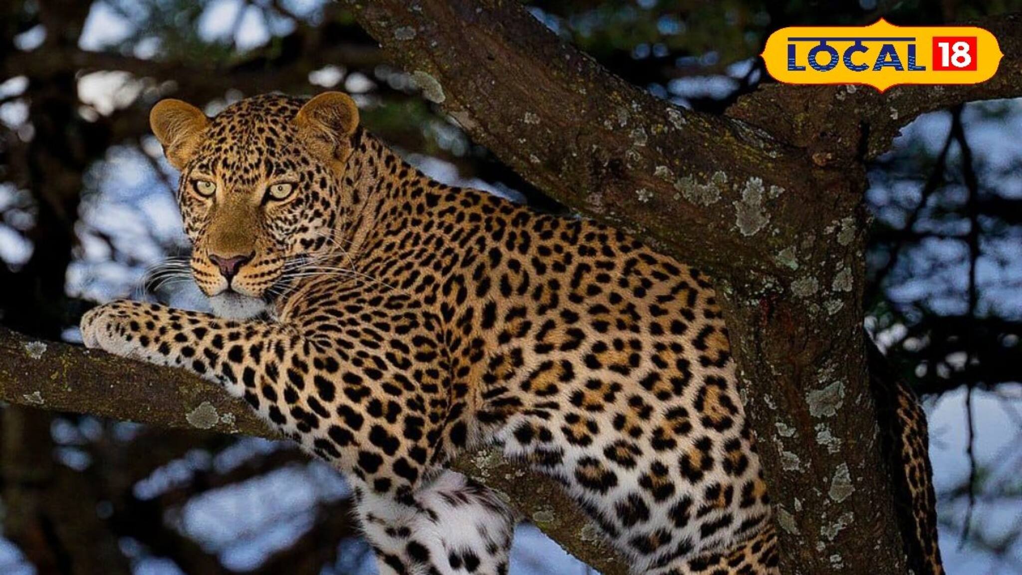 সামনে লেপার্ড, মহিলার হাতে কিচ্ছু নেই শুধু একটা ছাতা! তারপর যা হল...শুনলে আঁতকে উঠবেন