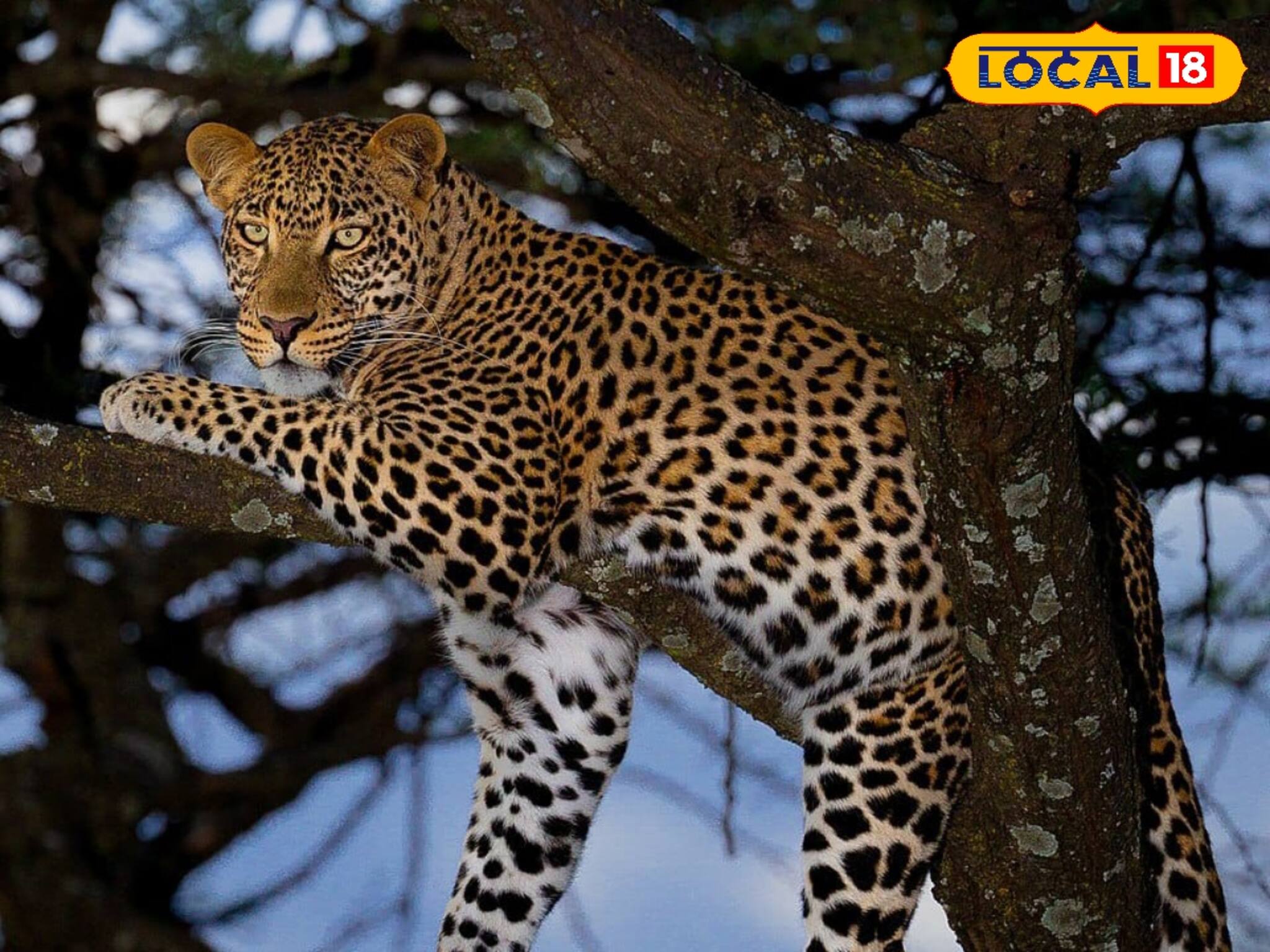 সামনে লেপার্ড, মহিলার হাতে কিচ্ছু নেই শুধু একটা ছাতা! তারপর যা হল...শুনলে আঁতকে উঠবেন