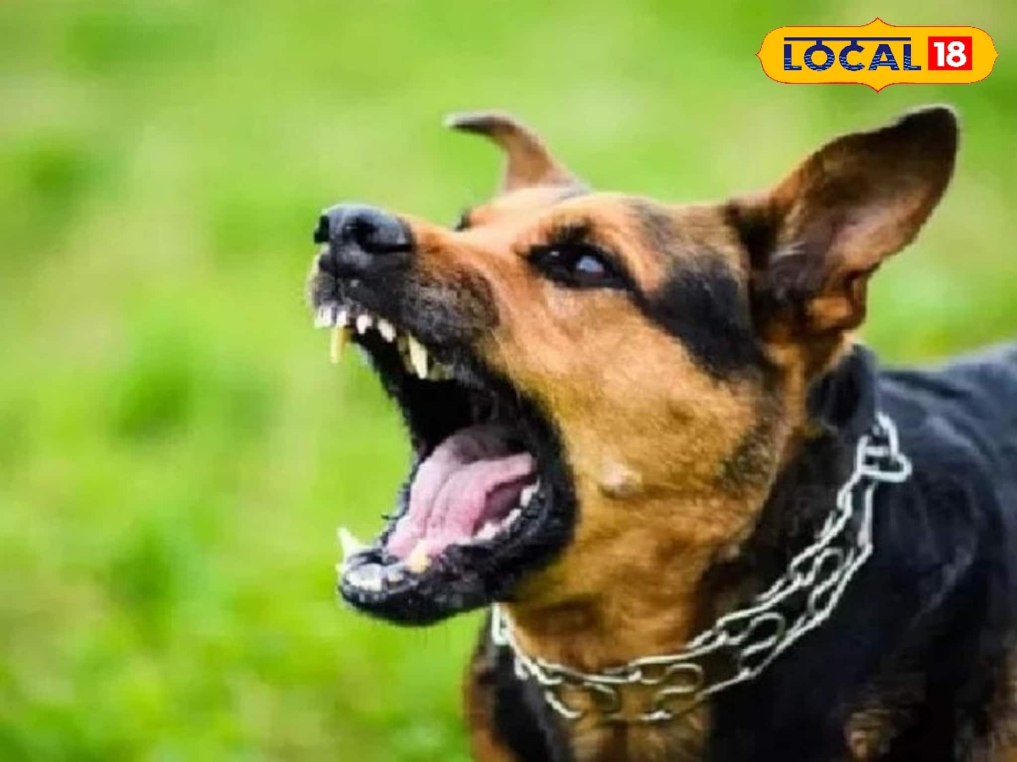 বাড়ির বাইরে পা দিলেই কামড়ে ধরছে, 'ভূতুড়ে কুকুর'-এর আতঙ্কে ঘুম উড়েছে বীরভূমের এই গ্রামে