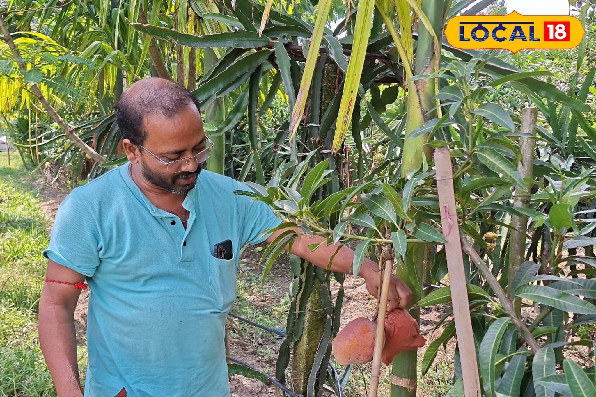 আমের জন্য পাহারার বন্দোবস্ত! কড়া নজরদারিতে ফলছে মিয়াজাকি আম!
