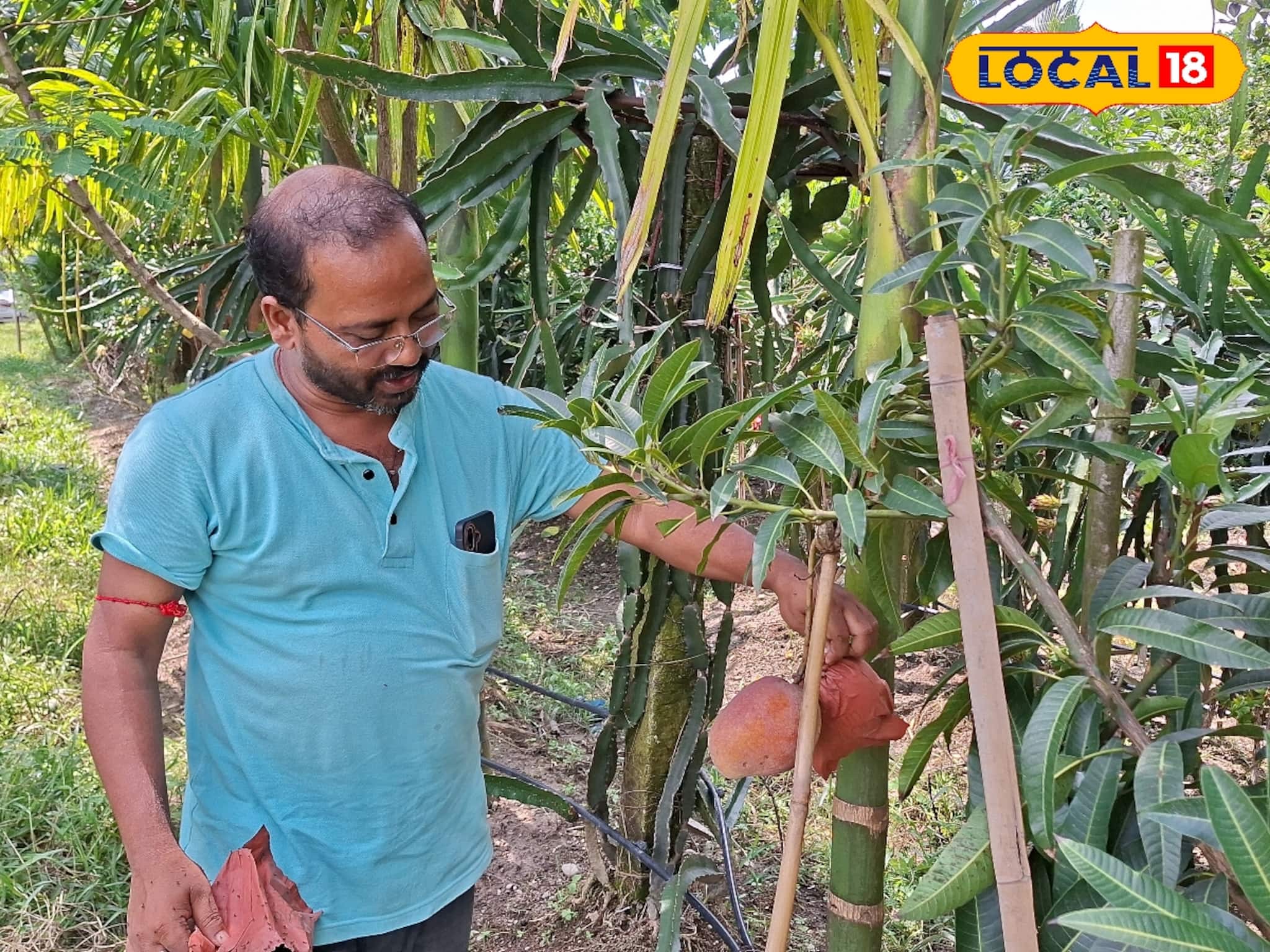 আমের জন্য পাহারার বন্দোবস্ত! কড়া নজরদারিতে ফলছে মিয়াজাকি আম!