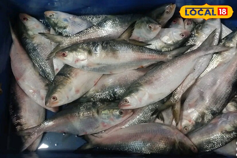 প্রায় এক মাস খরা চলার পর মৎস্যজীবীদের জালে ফের ইলিশের বন্যা দেখা দিয়েছে। গত দু'দিনে প্রায় ৪০০ টন ইলিশ নিয়ে উপকূলে ফিরেছে একাধিক ট্রলার।