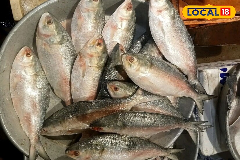 এই বিপুল পরিমাণে ইলিশ পেয়ে মৎস্যজীবীদের মুখে হাসি ফুটেছে। ইলশেগুড়ির বৃষ্টি ও পূবালী হাওয়ার কারণে মাছ ধরা পড়েছে জালে। মাছের সাইজও ভাল।