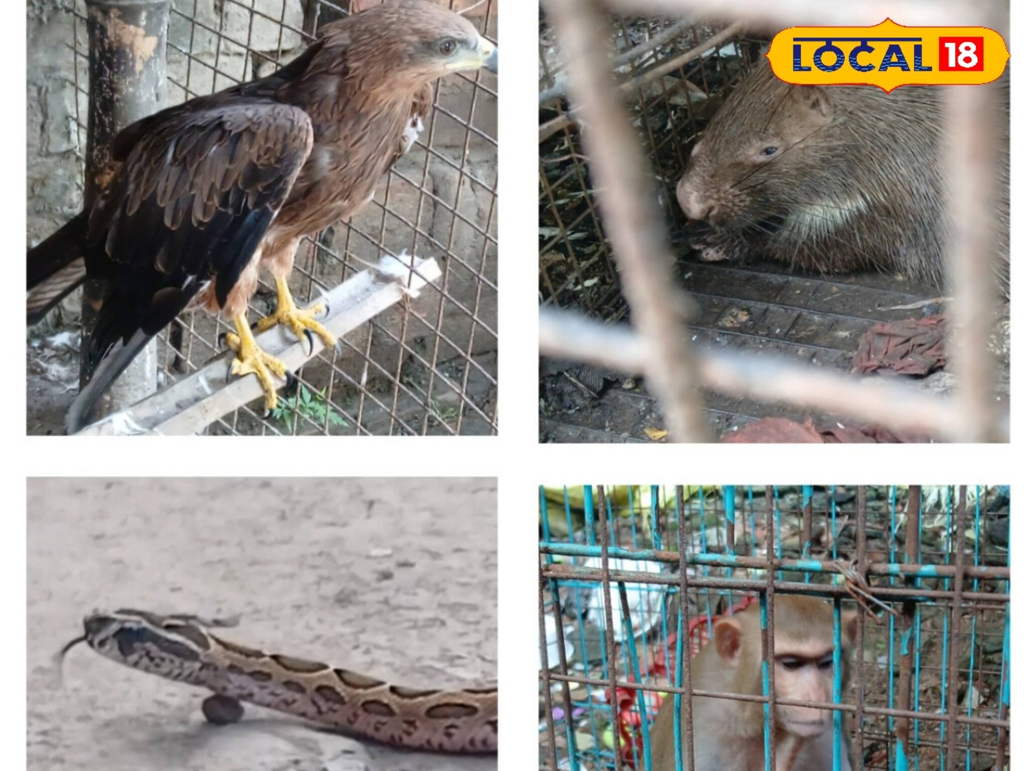 ছোট থেকেই জীবসেবায় কাটে দিন! হাওড়ার রামু বাড়ির অসুস্থ পশুপাখীর ঠিকানা