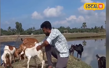 ছাগল চাষে ভাল আয়! বসিরহাটের নতুন উদ্যোক্তারা রোজগারের দিশা দেখাচ্ছে