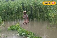 নদীতে কচুরিপানার দাপট...! জল ঢুকছে চাষের জমিতে, কুমড়ো, পাট, ঢেঁড়স, বেগুন নষ্টে মাথায় হাত