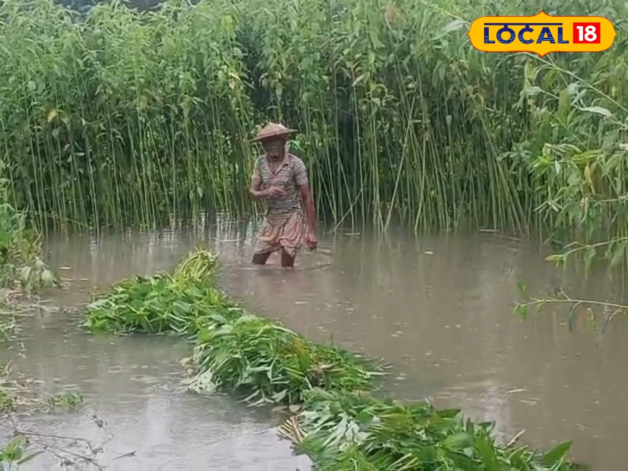 নদীতে কচুরিপানার দাপট...! জল ঢুকছে চাষের জমিতে, কুমড়ো, পাট, ঢেঁড়স, বেগুন নষ্টে মাথায় হাত