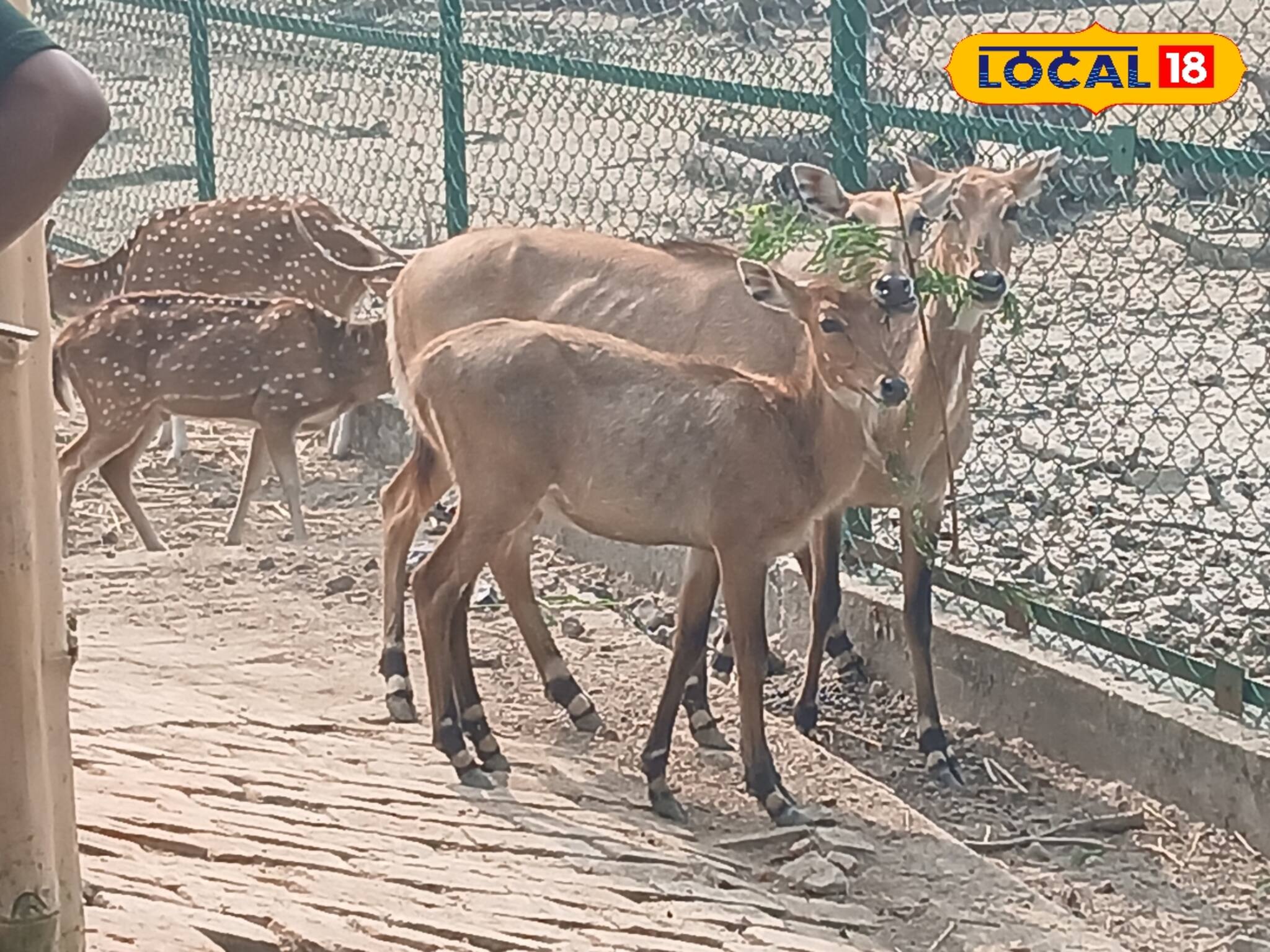 রয়্যাল বেঙ্গল টাইগার দেখতে আর ছুটতে হবে না সুন্দরবন...! এবার দেখা মিলবে হাতের কাছেই