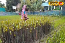 ম্যানগ্রোভ রোপণ করেই শান্তি...! এমন কিন্তু নয়, বাঁচাতে রয়েছে সুনির্দিষ্ট কৌশল