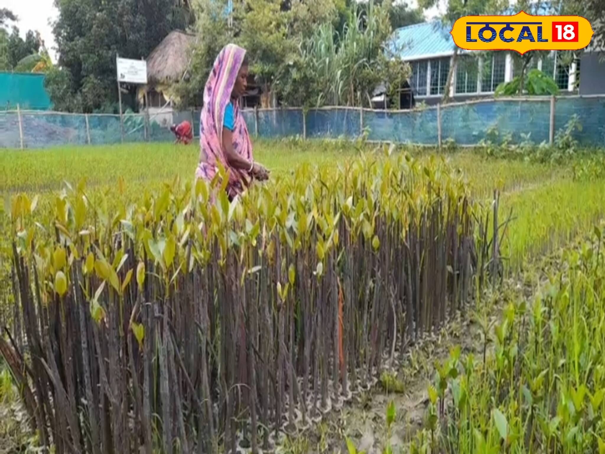 ম্যানগ্রোভ রোপণ করেই শান্তি...! এমন কিন্তু নয়, বাঁচাতে রয়েছে সুনির্দিষ্ট কৌশল