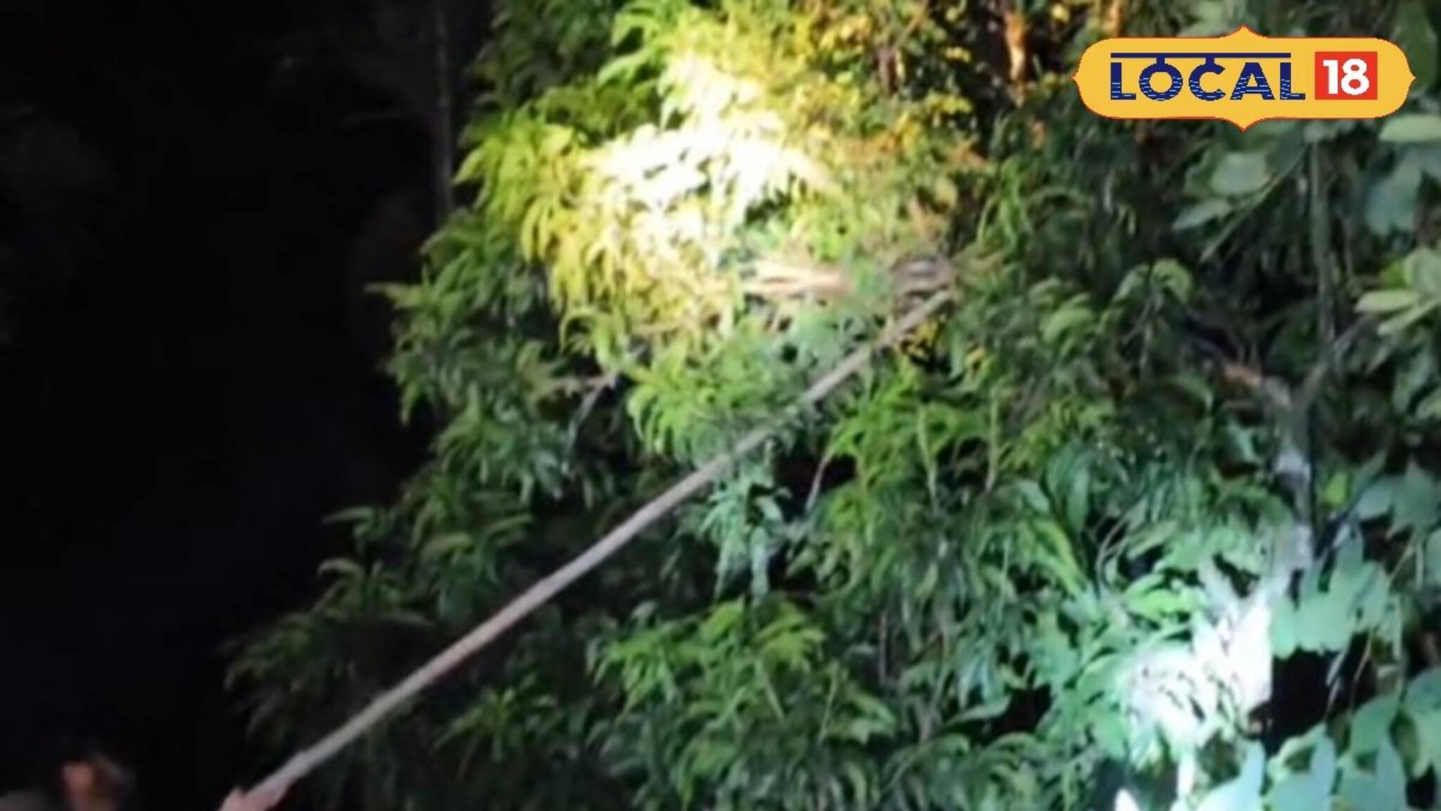 আমগাছে গোল পাকিয়ে ওটা কী! ঘুটঘুটে অন্ধকারে সামনে যেতেই কেঁপে উঠল সারা শরীর, ভয়ে কাঁটা এলাকাবাসী...