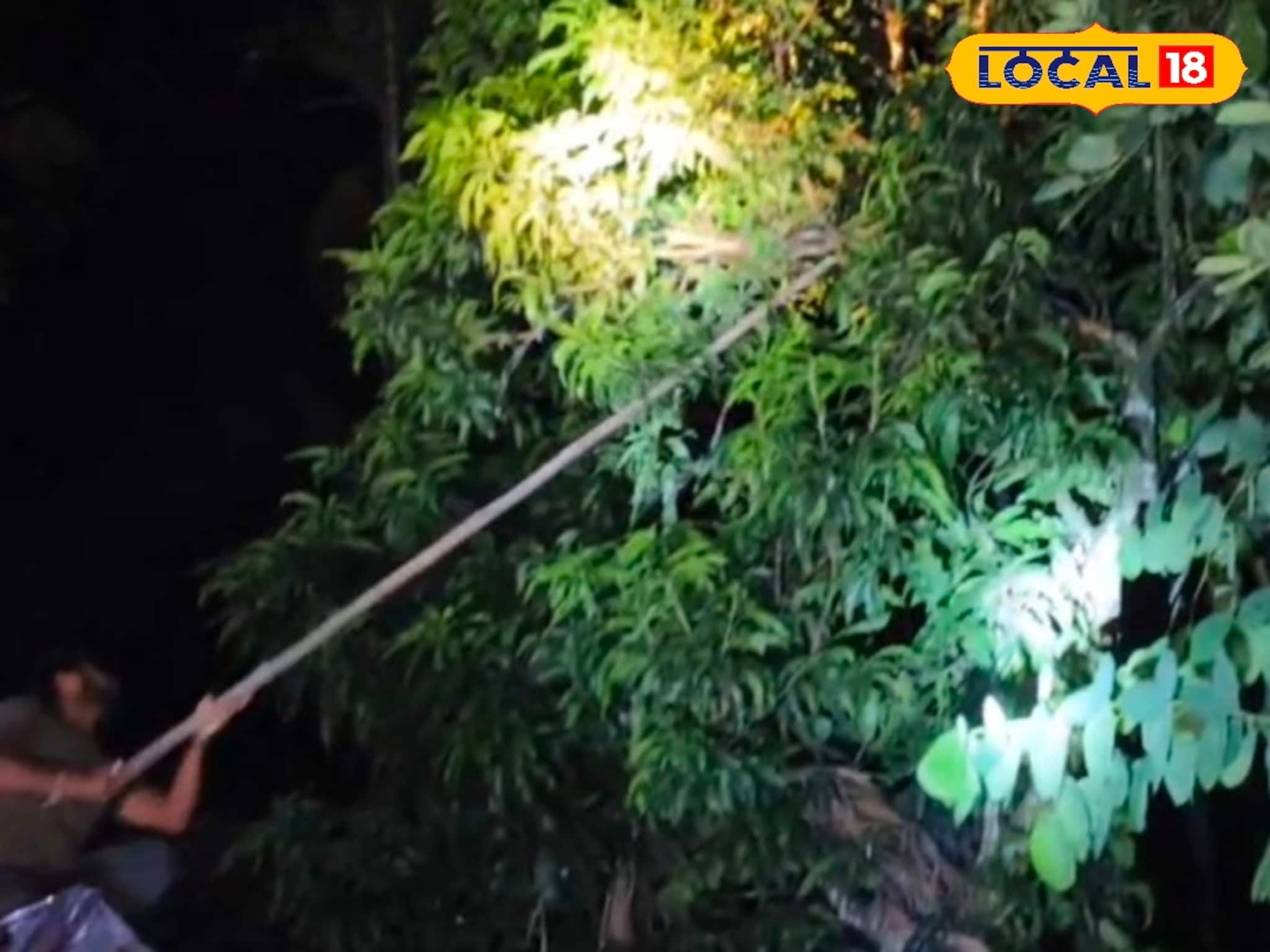 আমগাছে গোল পাকিয়ে ওটা কী! ঘুটঘুটে অন্ধকারে কাছে যেতেই কেঁপে উঠল সারা শরীর,ভয়ে কাঁটা সকলে