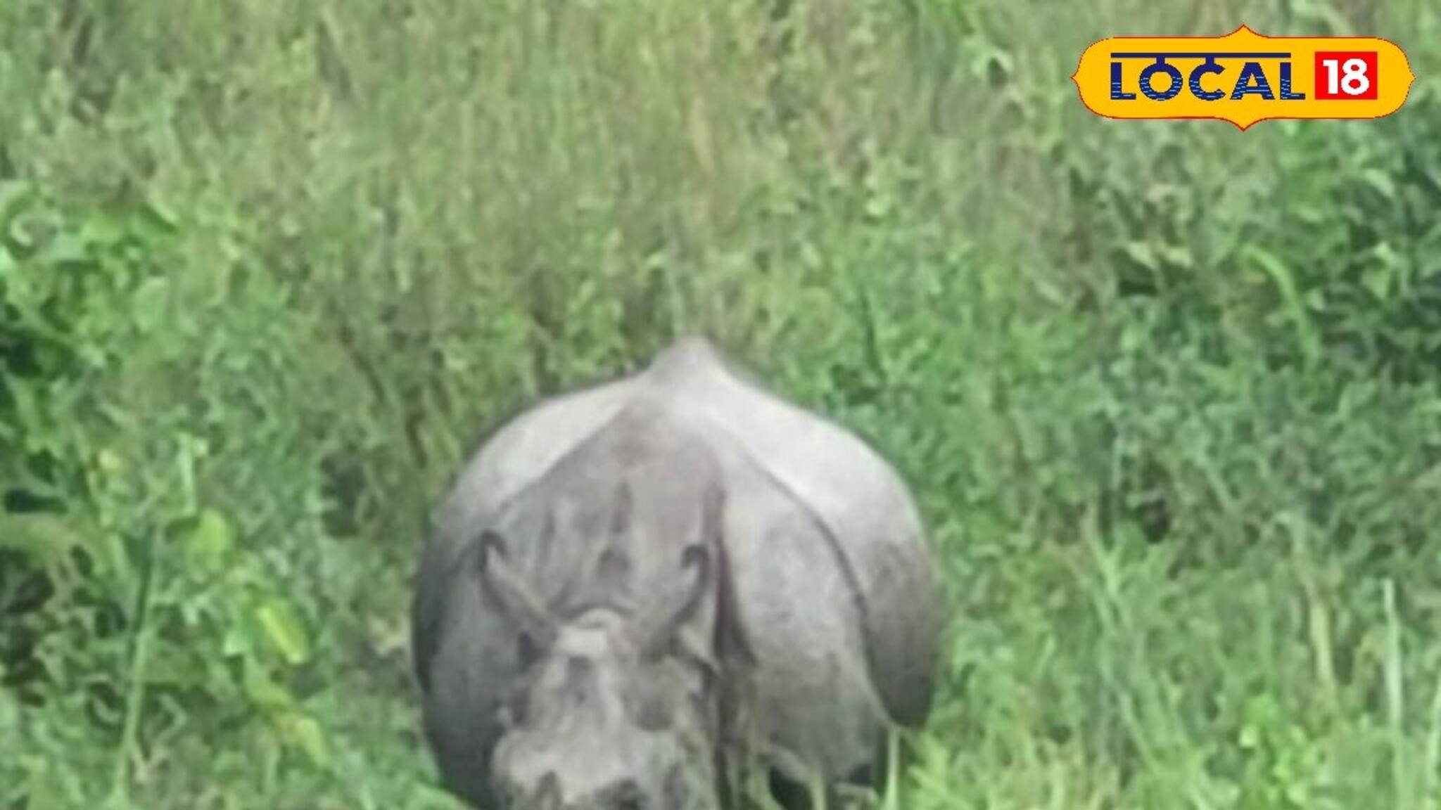 সুযোগ পেলেই গন্ডার শিকার...! এবার সে গুড়ে বালি, জলদাপাড়ায় বন দফতরের যা বন্দোবস্ত