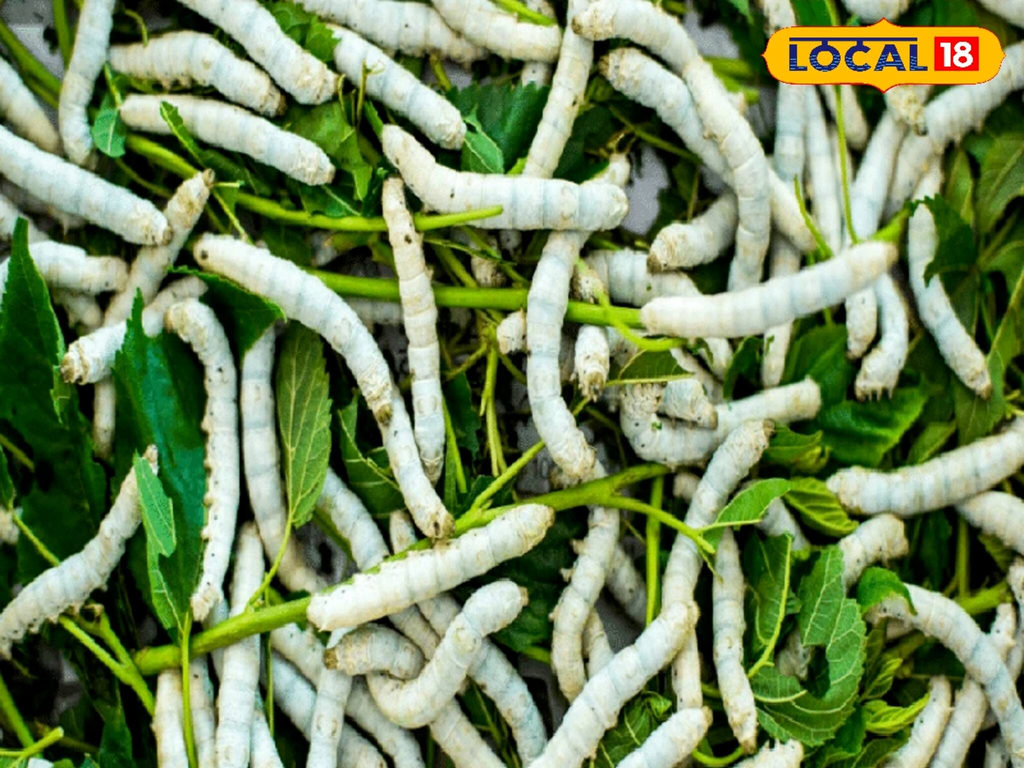 নামমাত্র পরিশ্রমে ব্যাপক লাভ...! সামান্য জমিতেই মাত! করতে হবে এই চাষ, প্রশিক্ষণ দিচ্ছে খোদ সরকার