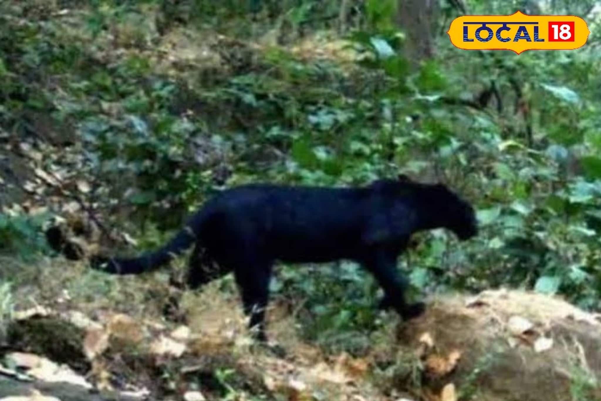 দার্জিলিংয়ের জঙ্গলে বিরল কালো চিতাবাঘ! চক্ষু চড়কগাছ স্থানীয়দের