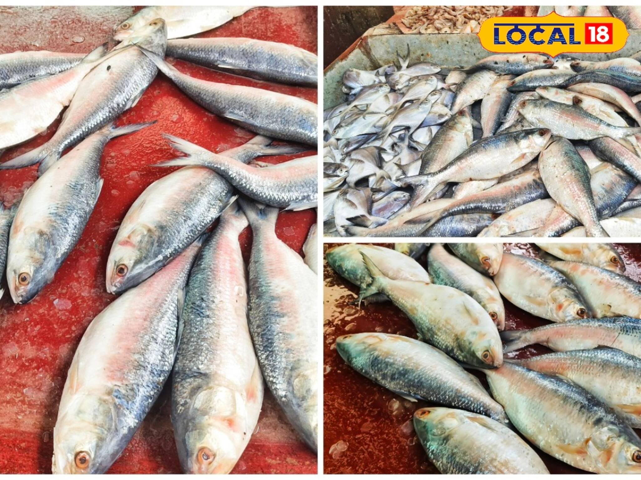 বাজারে ইলিশের ছড়াছড়ি! দাম ৮০০ টাকা...! ওজন কত, সুস্বাদু হবে তো...? আসছে কোথা থেকে?