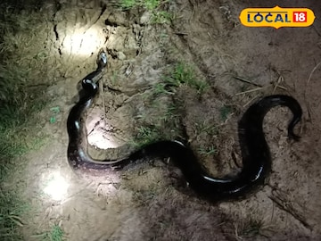 এত বড় পাইথন! বিরাট সাপ দেখে গ্রামে হইচই, আপনারও চোখ ছানাবড়া হতে পারে!
