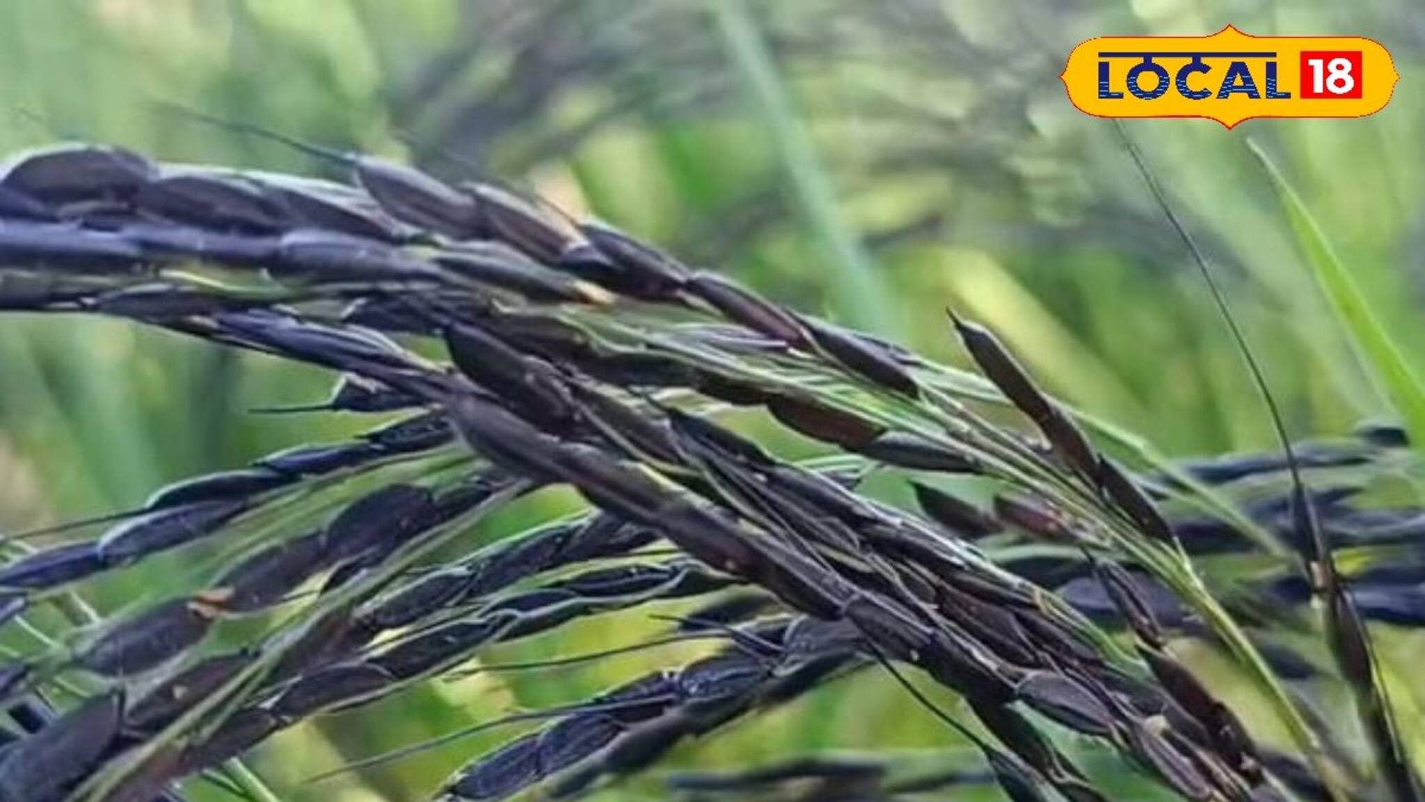 কালো নুনিয়া ধান চাষে মজছে আলিপুরদুয়ারের কৃষকরা