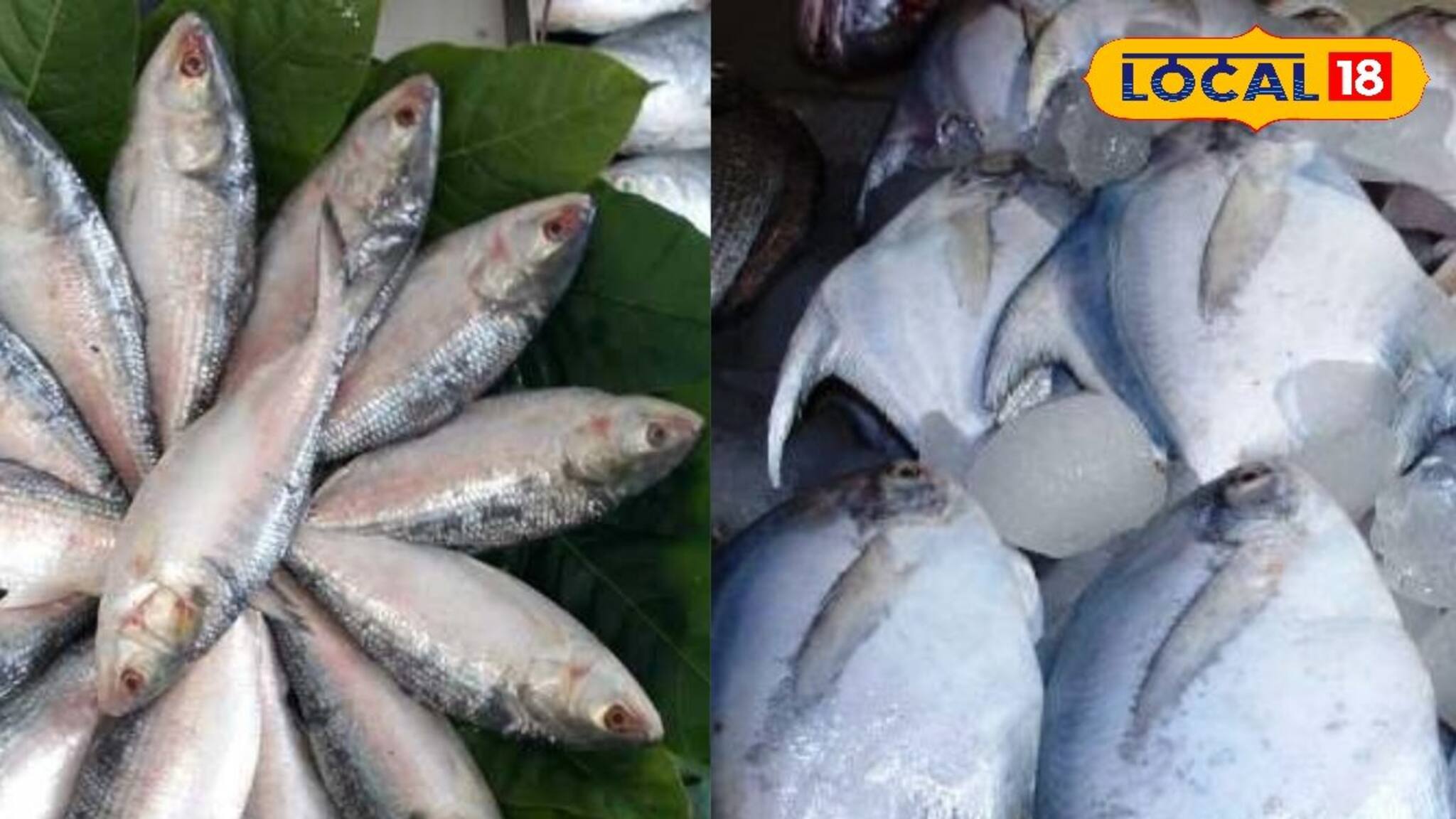 রুই-কাতলায় ‘অরুচি’, কিলো কিলো ইলিশ-পমফ্রেট লুটে-পুটে নিয়ে উধাও চোর