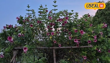 একটি