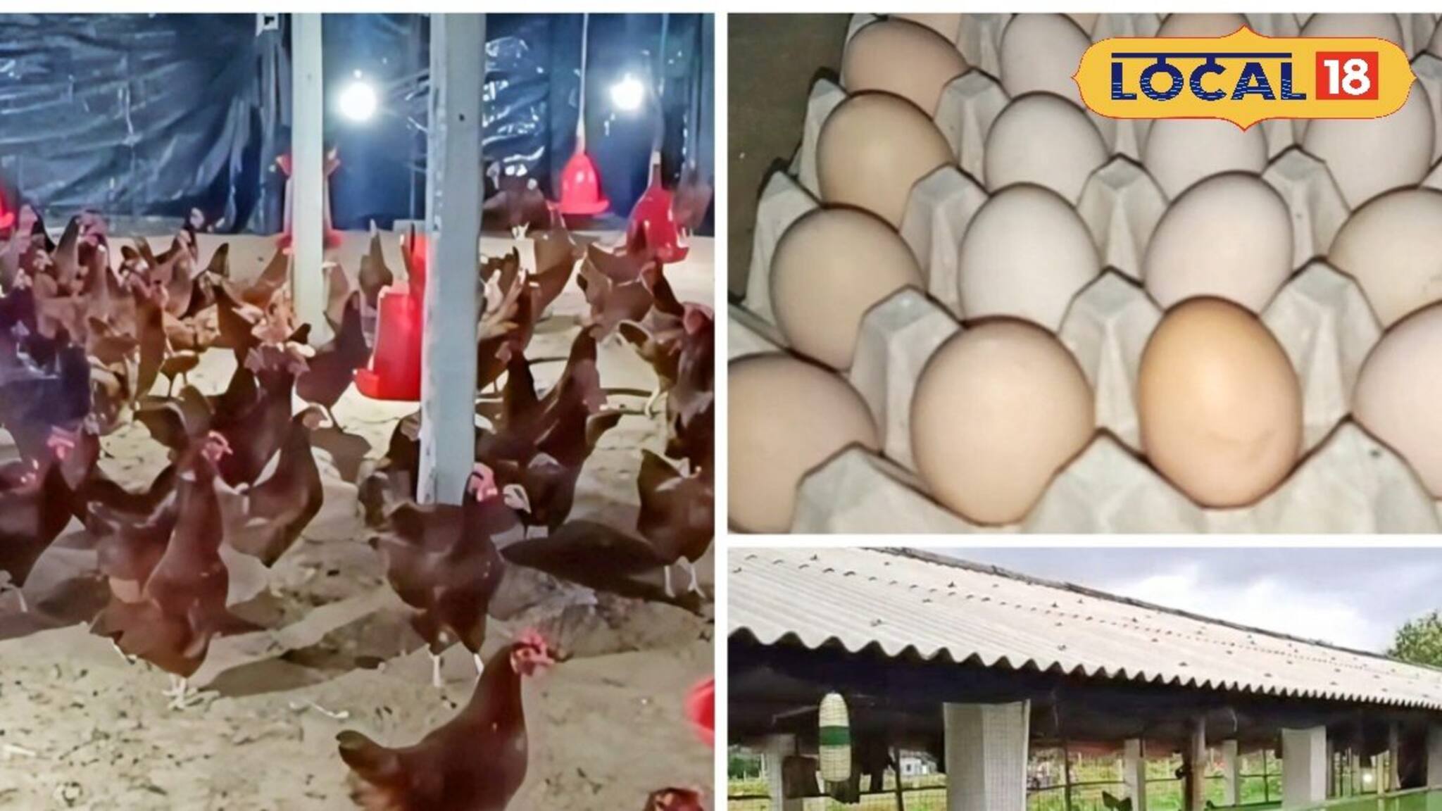 বাজার থেকে কিনতে হচ্ছে না! পঞ্চায়েতে উৎপাদিত ডিমই যাচ্ছে অঙ্গনওয়াড়ি কেন্দ্রে