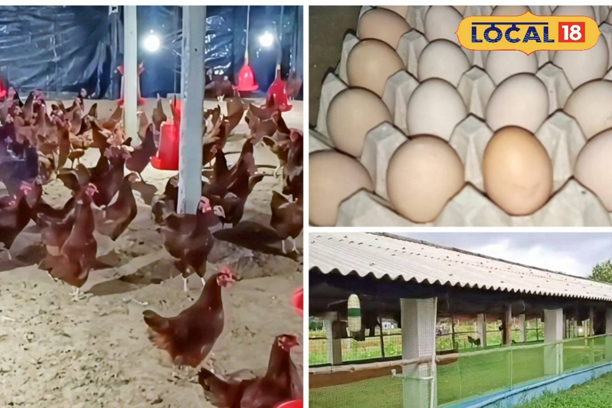 বাজার থেকে কিনতে হচ্ছে না! পঞ্চায়েতে উৎপাদিত ডিমই যাচ্ছে অঙ্গনওয়াড়ি কেন্দ্রে