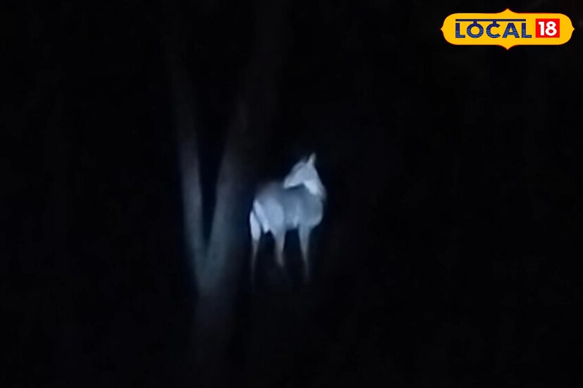 দুবরাজপুর রেঞ্জের অফিসার প্রদীপ কুমার মিশ্র জানান, সদাইপুর ছাড়াও চিনপাই, রাধামাধবপুর, রাজবান্দ, খয়রাশোল মিলে এই অঞ্চলে এখন প্রায় ১৬-১৭টি নীলগাই রয়েছে। তাদের নিরাপত্তায় প্রতিনিয়ত নজর রাখা হচ্ছে এবং এখনো পর্যন্ত কোনও অনভিপ্রেত ঘটনা ঘটেনি।