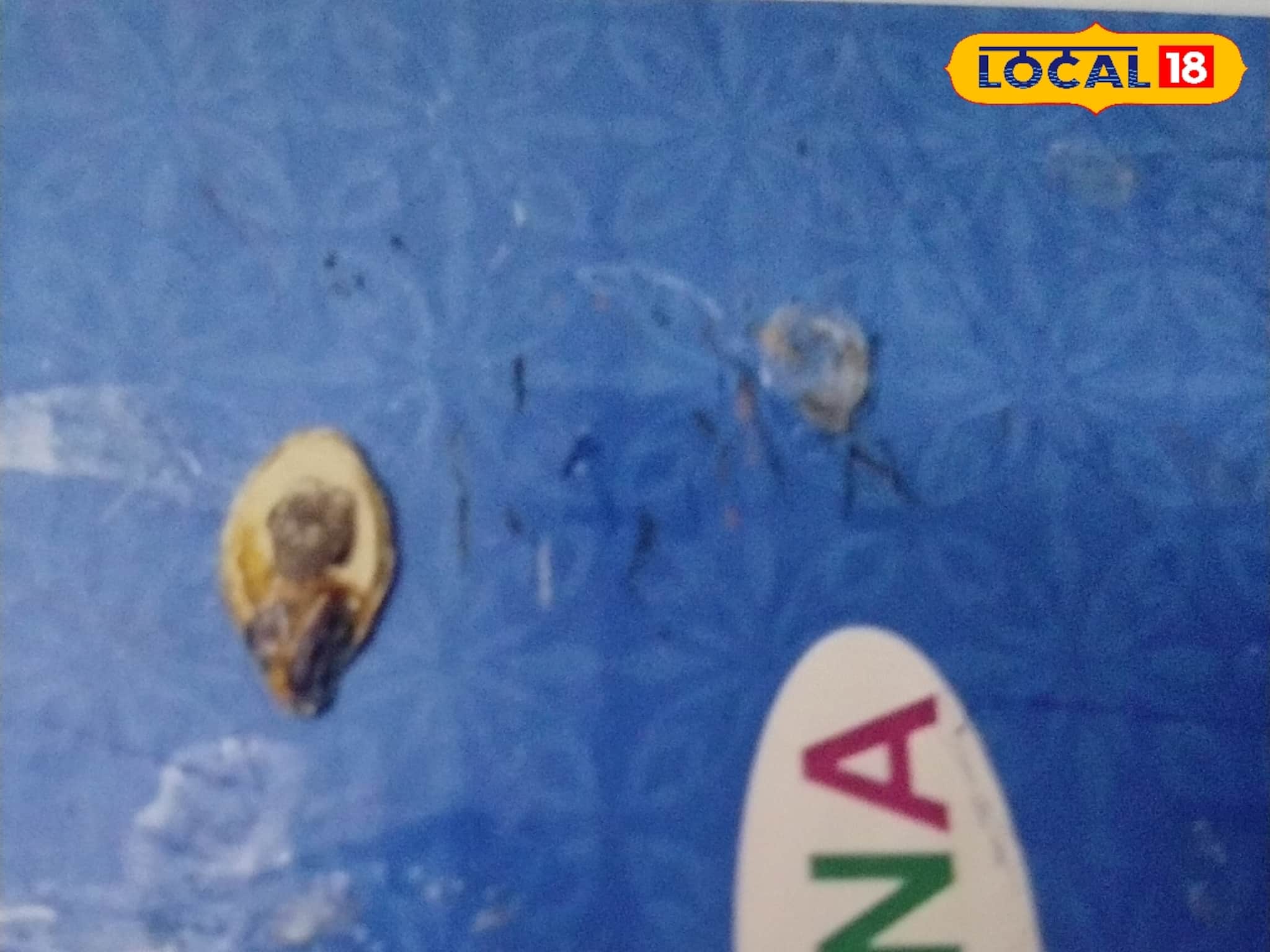 পোস্ত দানা থেকে কুমড়োর বীজ, একটা চালের দানায় ছবি এঁকে তাক লাগাচ্ছেন বীরভূমের প্রাণকৃষ্ণ