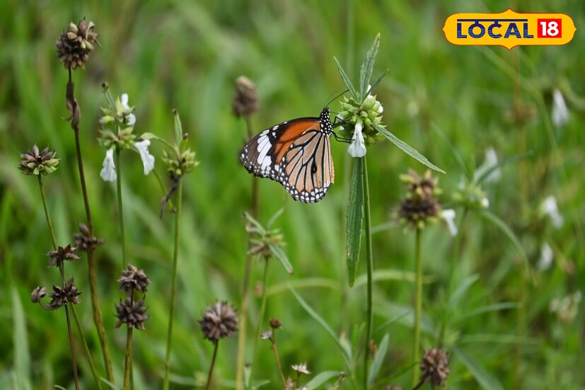 *রাজাভাতখাওয়ায় প্রজাপতি পার্কটি তৈরি হয়েছে এবং এটি পর্যটকদের মধ্যে বেশ জনপ্রিয় হয়ে উঠছে। এখানকার প্রাকৃতিক পরিবেশ প্রজাপতিদের জন্য উপযুক্ত এবং বিভিন্ন ধরণের প্রজাপতি এখানে দেখতে পাওয়া যায়। বক্সার জঙ্গলে দেখা যায় ইয়লো গর্গন, গ্রেট নবাব, কমন নবাব, রেড বেস, কমন রোজ, গ্রেট ওরেঞ্জ স্ট্রিপ, টনি রাজা, কমন রোজ-সহ নানা ধরনের প্রজাপতি। বছরের নানা সময় ঝাঁক বেধে প্রজাপতিরা মাটিতে বসে নানা খনিজ সংগ্রহ করে। সেই সময় ছবি তোলার জন্য ভিড় জমান ফটোগ্রাফাররা।