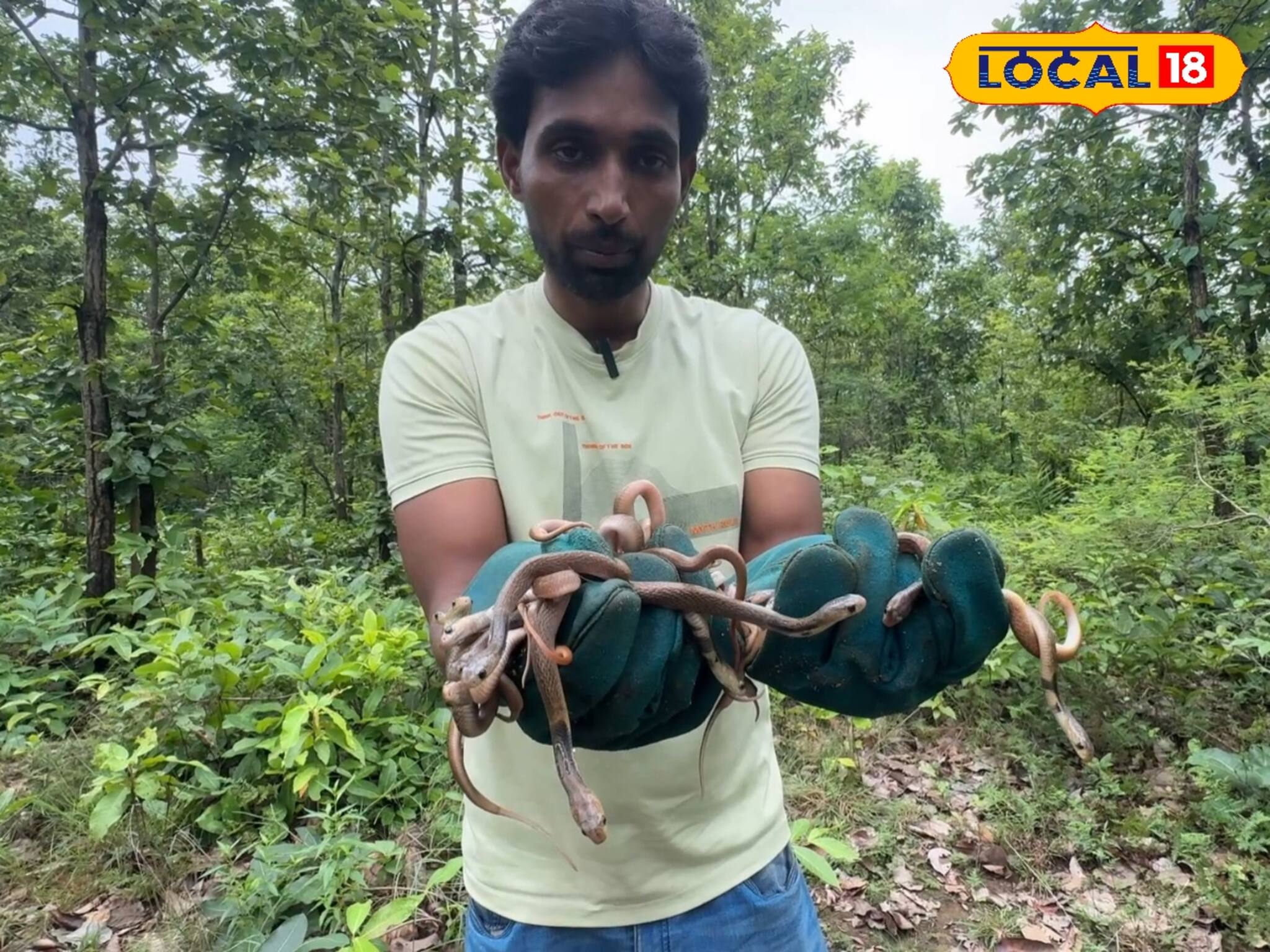 সদ্যোজাত ২৩টি গোখরোকে জঙ্গলে ছেড়ে দিলেন অমিত শর্মা! 