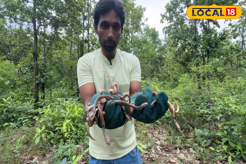 বিষধর গোখরো সাপ, যার নাম শুনলেই গায়ে কাঁটা দেয়, সেই প্রাণীকে ঘিরে এবার এক ব্যতিক্রমী উদ্যোগের সাক্ষী থাকল বীরভূম। দুবরাজপুরের পরিবেশপ্রেমী অমিত শর্মা গোখরো সাপের ডিম ফুটে বেরোনো বাচ্চাদের যত্ন করে বড় করে তুলে ফিরিয়ে দিলেন প্রকৃতির কোলে। বিষধর গোখরো সাপ, যার নাম শুনলেই গায়ে কাঁটা দেয়, সেই প্রাণীকে ঘিরে এবার এক ব্যতিক্রমী উদ্যোগের সাক্ষী থাকল বীরভূম। দুবরাজপুরের পরিবেশপ্রেমী অমিত শর্মা গোখরো সাপের ডিম ফুটে বেরোনো বাচ্চাদের যত্ন করে বড় করে তুলে ফিরিয়ে দিলেন প্রকৃতির কোলে।