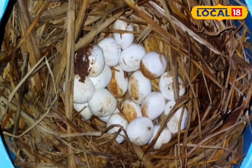 খয়রাশোলের পাঁচড়া এলাকা থেকে সম্প্রতি একটি পূর্ণবয়স্ক গোখরো সাপ উদ্ধার করেন অমিত বাবু। সাপটিকে তিনি নিয়ে আসেন নিজের বাড়ি দুবরাজপুরে। এক রাত নিজের কাছে রাখার পর পরদিন জঙ্গলে ছেড়ে দেওয়ার পরিকল্পনা করলেও, সেই রাতেই ঘটে যায় বিস্ময়কর ঘটনা। সাপটি পাড়ে প্রায় ২৫টি ডিম।