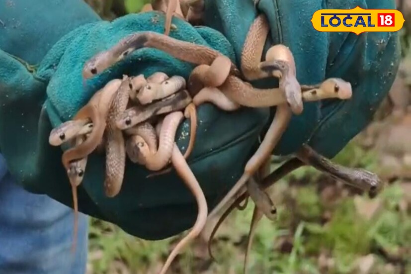 সাপটিকে জঙ্গলে ছেড়ে দিলেও, ডিমগুলি ফেলে দেওয়ার কথা ভাবেননি অমিত। একেবারে নিজের সন্তানের মতো করে সেগুলিকে যত্নে রেখেছিলেন নিজের বাড়িতে। প্রাকৃতিক উষ্ণতা ও সুরক্ষা দিয়ে তিনি ডিমগুলিকে বাঁচিয়ে রাখেন, যার ফল, দিন কয়েকের মধ্যেই বেরিয়ে আসে ২৩টি সাপের বাচ্চা। বাকি দুটি ডিম নিষ্ফল হয়।