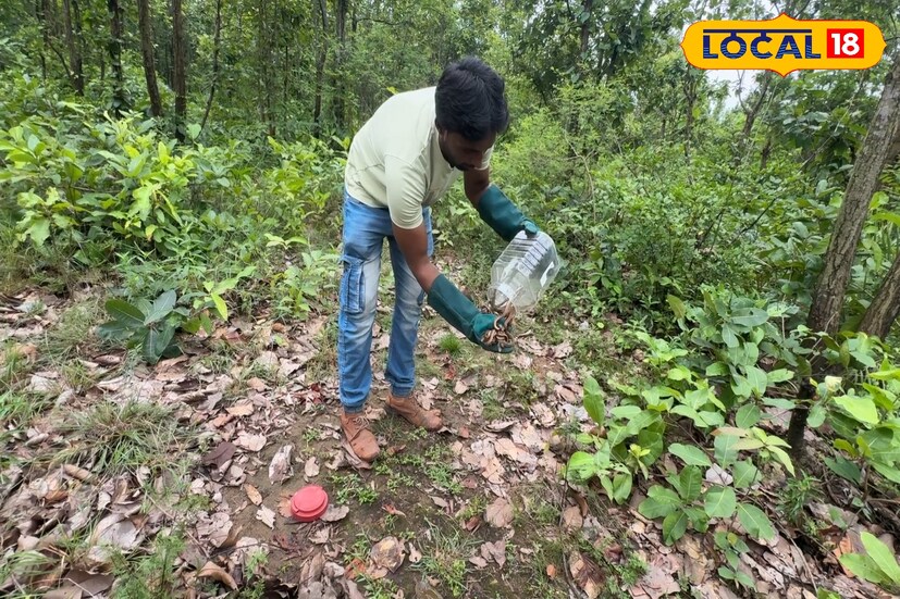 এদিন সকালে সেই সদ্যোজাত ২৩টি গোখরো বাচ্চাকে নিজ হাতে জঙ্গলে ছেড়ে দিলেন অমিত শর্মা। প্রাণ বাঁচানোই শুধু তাঁর লক্ষ্য নয়, প্রাকৃতিক ভারসাম্য রক্ষা এবং সচেতনতা তাঁর মূল বার্তা। 