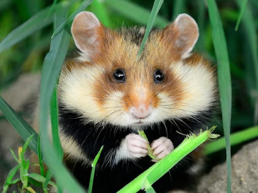 HamstersHamsters- খুব মিষ্টি ধরনের এই পোষ্যগুলি অনেকেরই খুব প্রিয়৷ কিন্তু কখনও কখনও মা হ্যামস্টাররা নিজেদের খুদে সন্তানদের খেয়ে নেয়৷ যখন তারা পরিশ্রান্ত বোধ করে অর্থাৎ স্ট্রেসড হয় তখন তারা তাদের খেয় নেয়৷ নিজেদের জায়গা এবং খাবারের জন্য এইভাবে খেয়ে নেয়৷